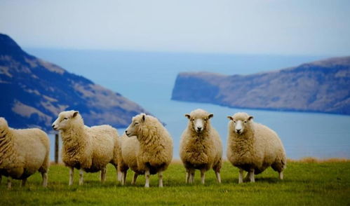 羊羊大世界湖北美食,羊羊游世界中国