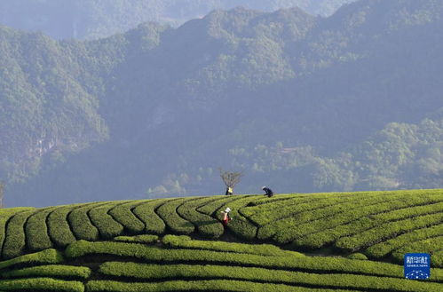 湖北茶山旅游,湖北茶山在哪个县