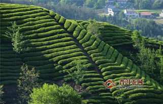湖北旅游带什么茶叶,湖北买什么茶比较好 湖北旅游带什么茶叶,湖北买什么茶比较好