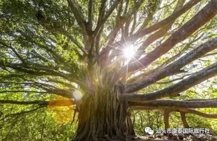 包含虎门湖北美食街大榕树的词条