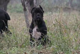 湖北美食团风狗脚,湖北特产狗脚 湖北美食团风狗脚,湖北特产狗脚
