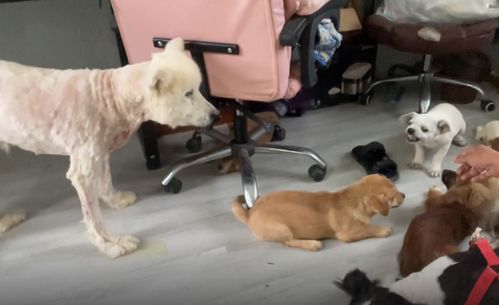 湖北美食团风狗脚,湖北特产狗脚 湖北美食团风狗脚,湖北特产狗脚