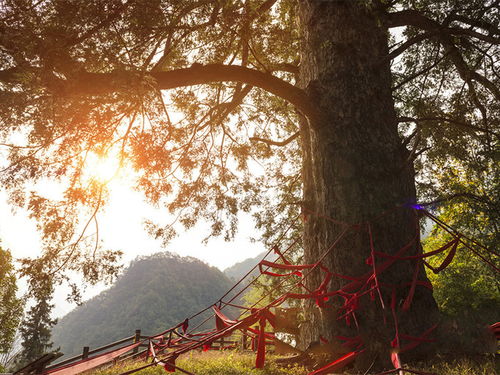 湖北旅游大爷视频,枫林树叶