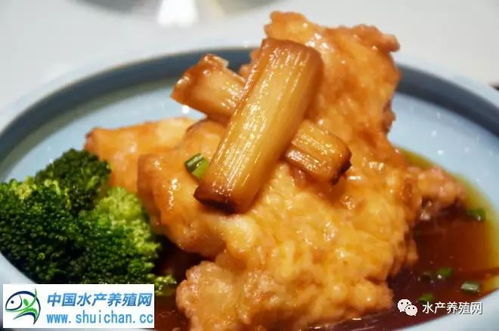 雪鱼探店湖北美食,武汉鳕鱼