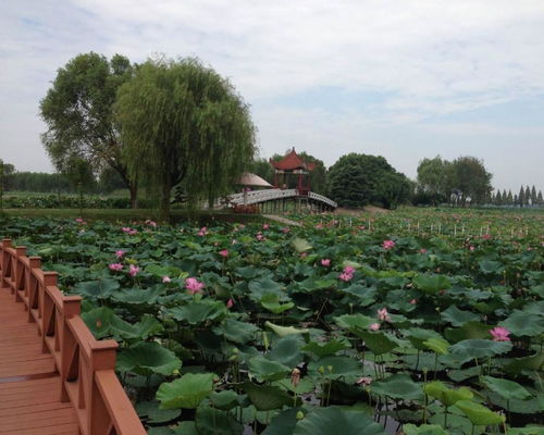 湖北洪湖旅游视频,湖北洪湖旅游视频大全