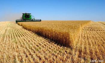 湖北麦子旅游,湖北襄阳宜城麦子 湖北麦子旅游,湖北襄阳宜城麦子