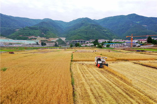 湖北麦子旅游,湖北襄阳宜城麦子 湖北麦子旅游,湖北襄阳宜城麦子