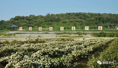 湖北麻城旅游特色镇,湖北麻城旅游特色镇是哪里