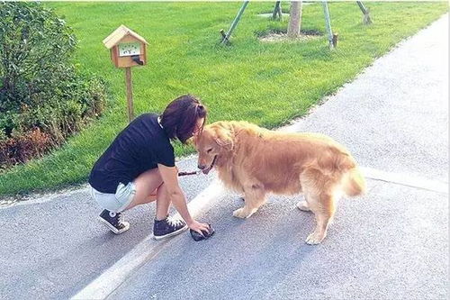 湖北旅游学校养狗视频大全,学校养狗违法吗 湖北旅游学校养狗视频大全,学校养狗违法吗