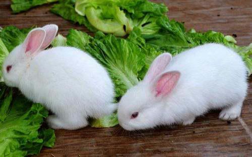 湖北美食小兔子,湖北人吃兔子吗 湖北美食小兔子,湖北人吃兔子吗