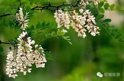 湖北哪里有槐花旅游,武汉槐花哪里有摘的