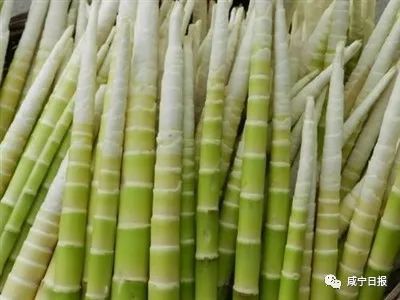 湖北美食竹笋有哪些,湖北有没有竹笋