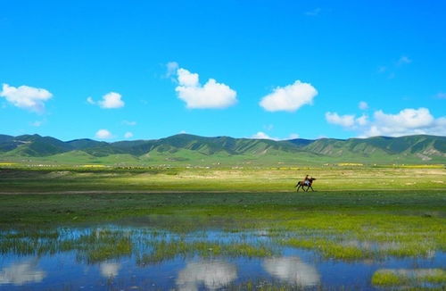 去青海湖北旅游多少钱,去一趟青海湖费用