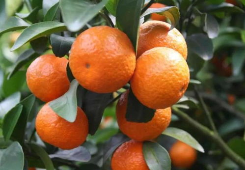 湖北美食橘酿,湖北橘乡