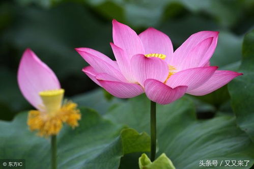 湖北洪湖荷花旅游特色,湖北洪湖荷花旅游特色有哪些