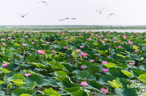 湖北洪湖荷花旅游特色,湖北洪湖荷花旅游特色有哪些