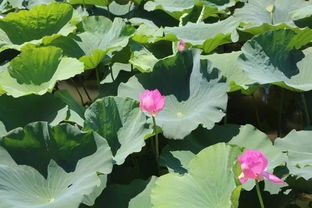 湖北洪湖荷花旅游特色,湖北洪湖荷花旅游特色有哪些