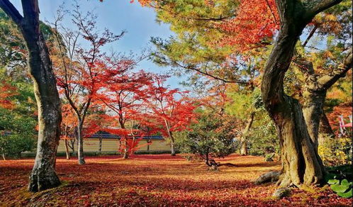 湖北红叶旅游景点,湖北红叶旅游景点有哪些