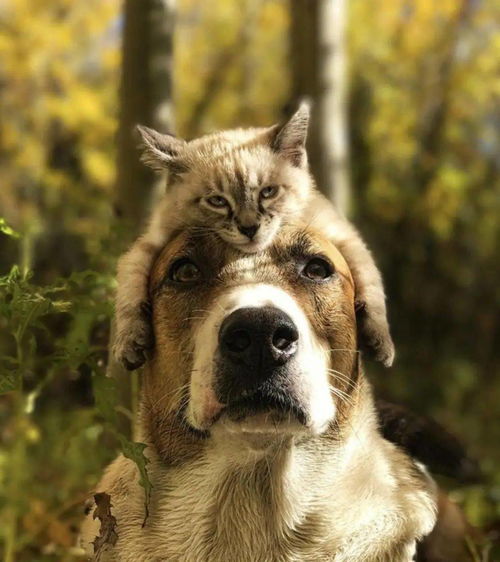 宠物湖北旅游,武汉周边宠物旅游