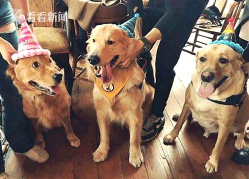 宠物湖北旅游,武汉周边宠物旅游