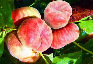 湖北蟠桃园旅游,湖北蟠桃市