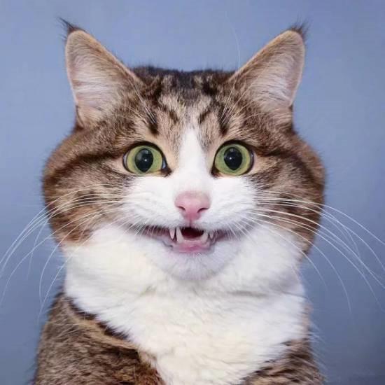 圆脸猫猫华为mate60,圆脸猫猫表情包