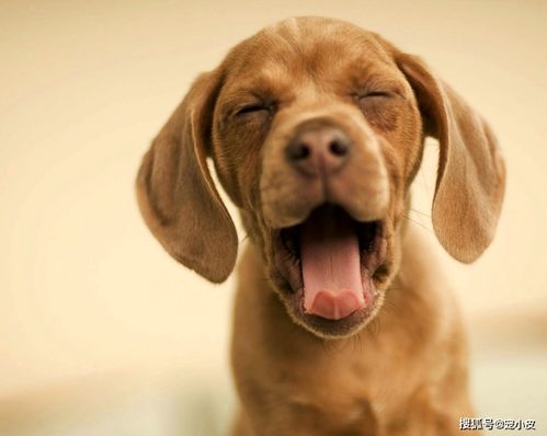 湖北狗狗旅游路线,湖北有狗市场在哪里