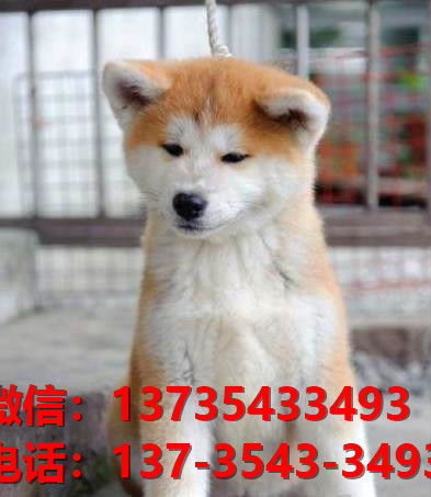 湖北狗狗旅游路线,湖北有狗市场在哪里