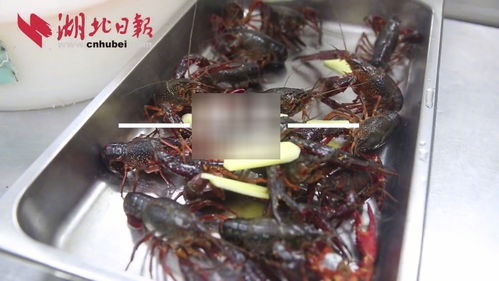 湖北美食视频作者是谁,湖北美食视频介绍