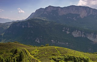 湖北恩施茶园旅游,湖北恩施茶园旅游景点介绍