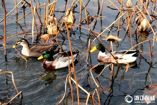 湖北野鸭旅游视频,湖北野鸭子品种及图片