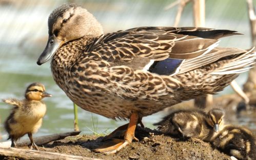 湖北野鸭旅游视频,湖北野鸭子品种及图片
