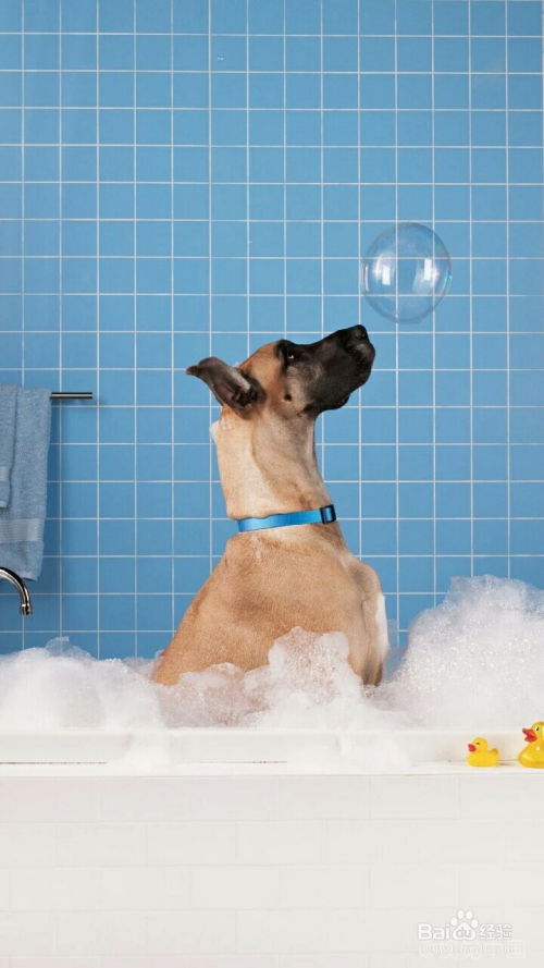房产经纪怎么给狗洗澡