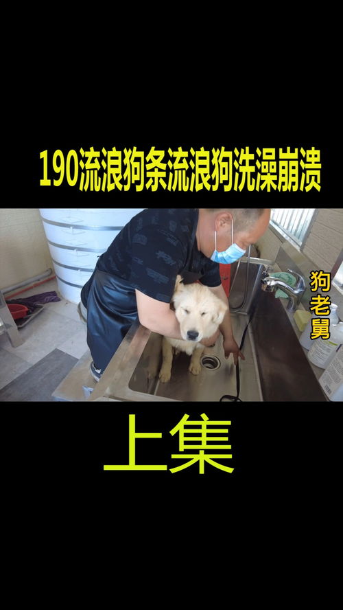 房产经纪怎么给狗洗澡