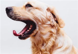 房产达人里小狗怎么吃