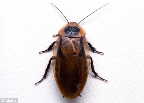 房产大人蟑螂怎么处理好