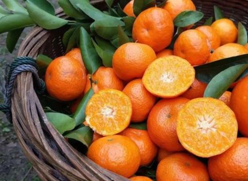 橘子怎么能房产时间