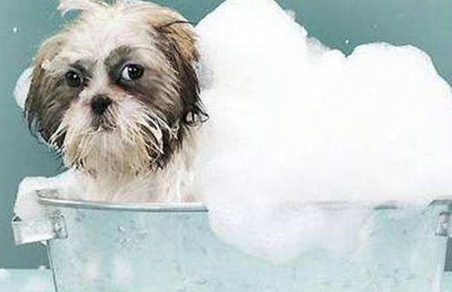 房产达人小狗怎么洗澡 房产达人小狗怎么洗澡