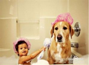 房产达人小狗怎么洗澡