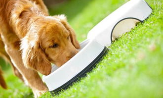 房产达人怎么给狗喝水