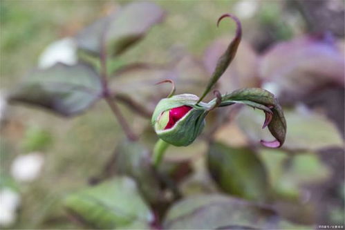 房产客户关心的话怎么写