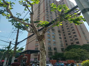 普陀长寿房产怎么样