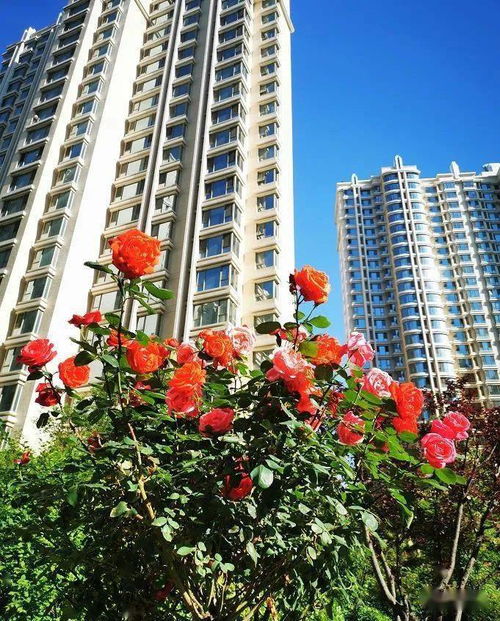 大家房产绿化怎么样