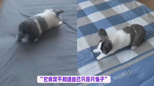 兔子的房产该怎么铺