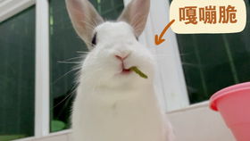 兔子的房产该怎么铺