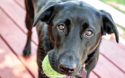 诱惑房产简介范文怎么写