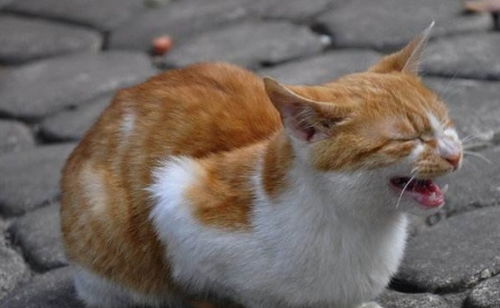 房产达人里面怎么获得猫