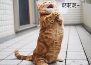 房产达人里面怎么获得猫