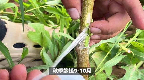 房产嫁接行业怎么样