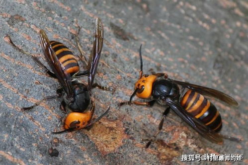 美国房产怎么杀白蚁 美国房产怎么杀白蚁